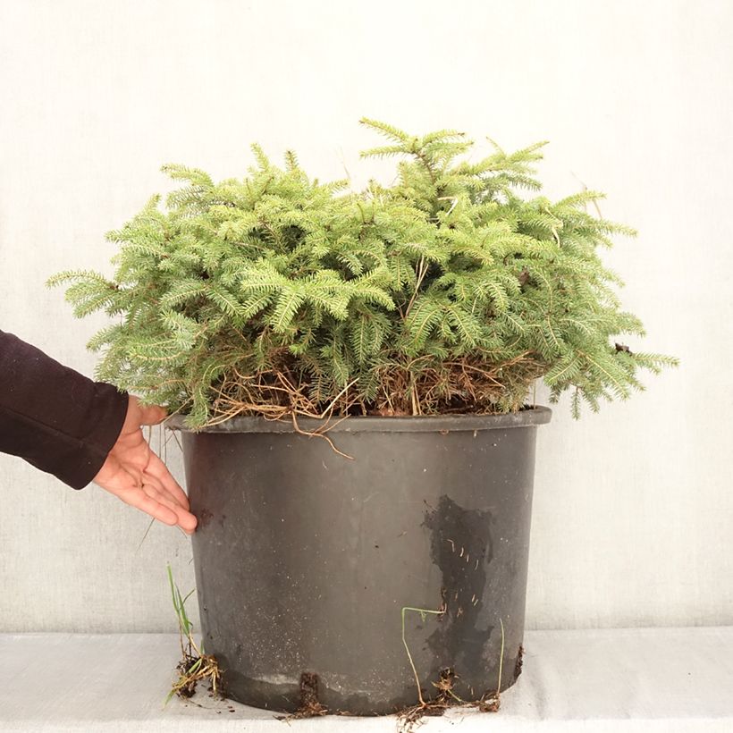 Picea abies Zagwiżdże Vaso da 30L/35L esemplare consegnato in inverno