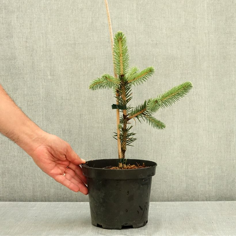 Esemplare di Picea chihuahuana Vaso da 3L/4L consegnato in estate