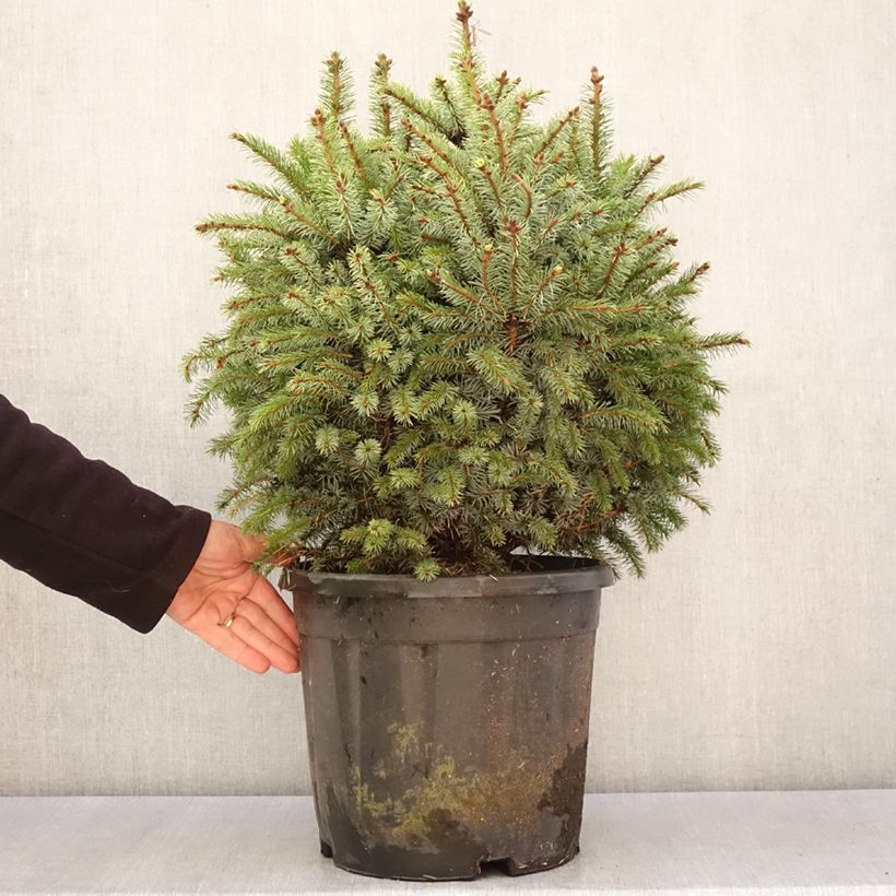 Épicéa de Sitka nain - Picea sitchensis Tenas Pezzo esemplare consegnato in primavera