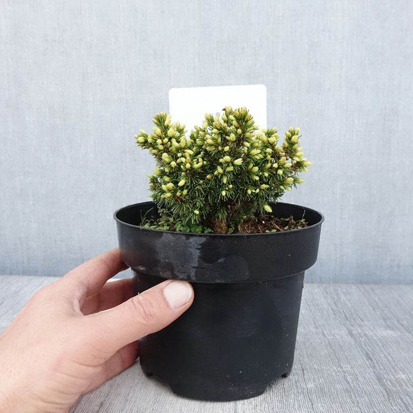 Picea abies Jalako Gold Vaso da 2L/3L esemplare consegnato in primavera
