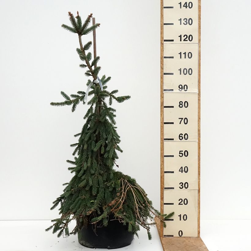 Esemplare di Picea abies Inversa Pezzo come consegnato in autunno