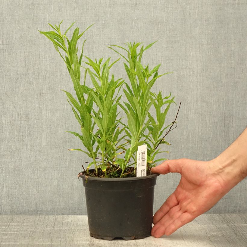 Example of Epilobium angustifolium Album - Camenèrio Vaso da 2L/3L as you get in printemps