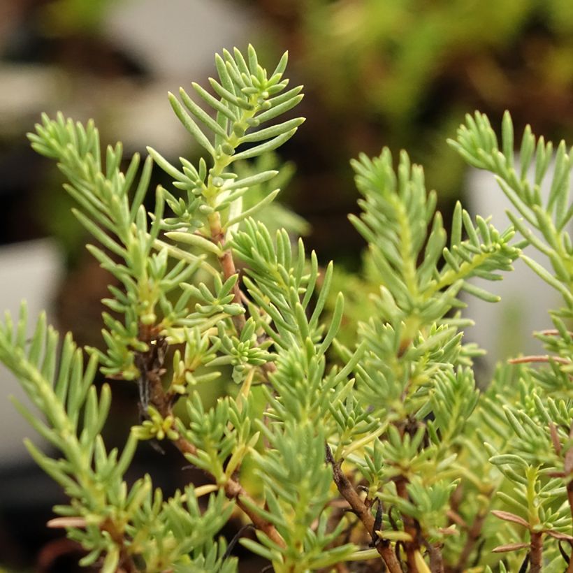 Epilobium angustifolium Album - Camenèrio (Foliage)