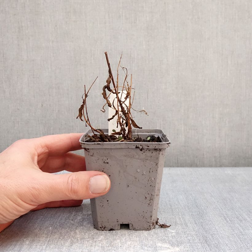 Epilobium angustifolium - Camenèrio Vasetto da 8/9 cm esemplare consegnato in inverno