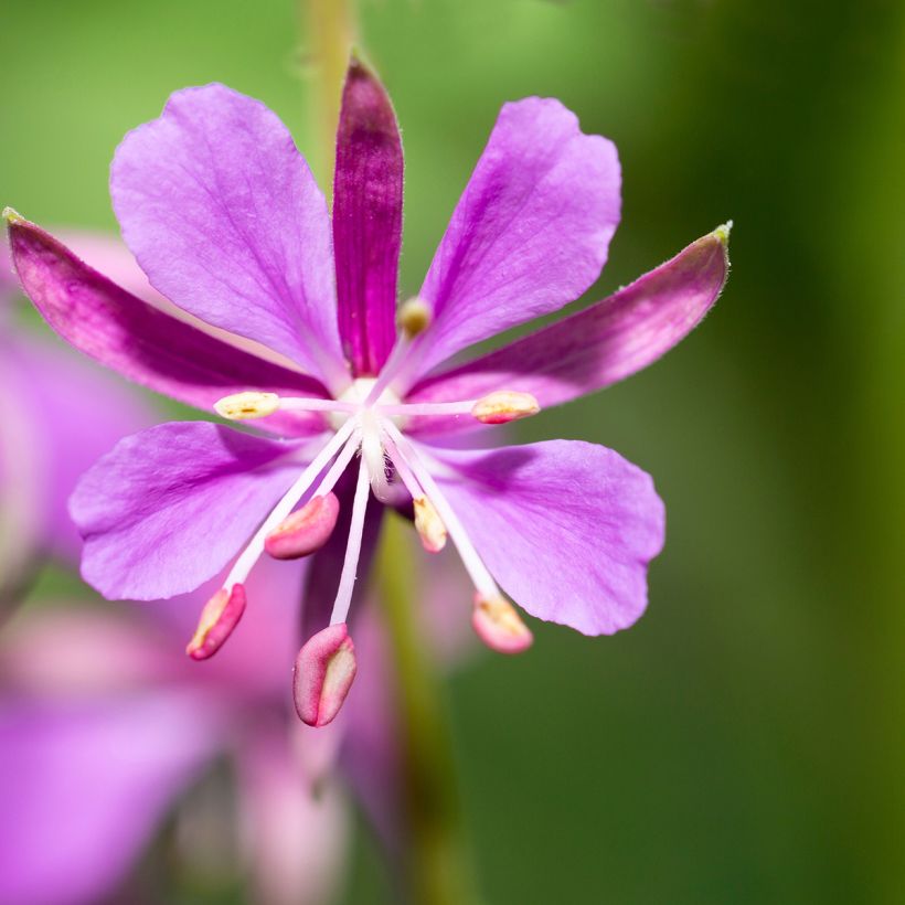 Epilobium angustifolium - Camenèrio (Fioritura)