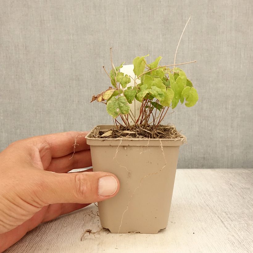 Esemplare di Epimedium Asiatic hybrids Vasetto da 8/9 cm consegnato in estate