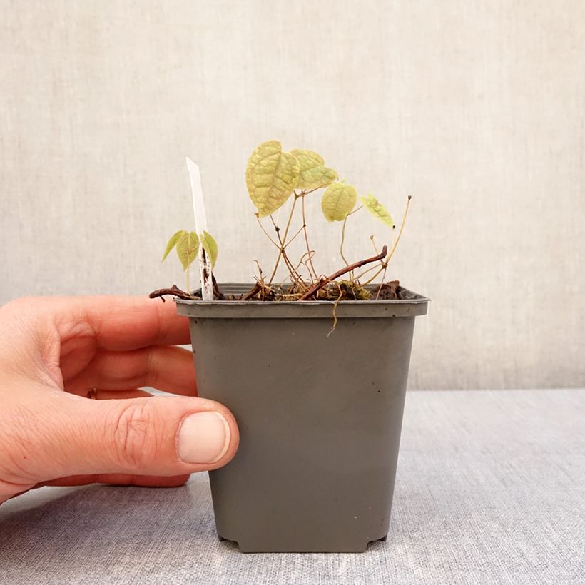 Epimedium brachyrrhizum Vasetto da 8/9 cm esemplare consegnato in primavera