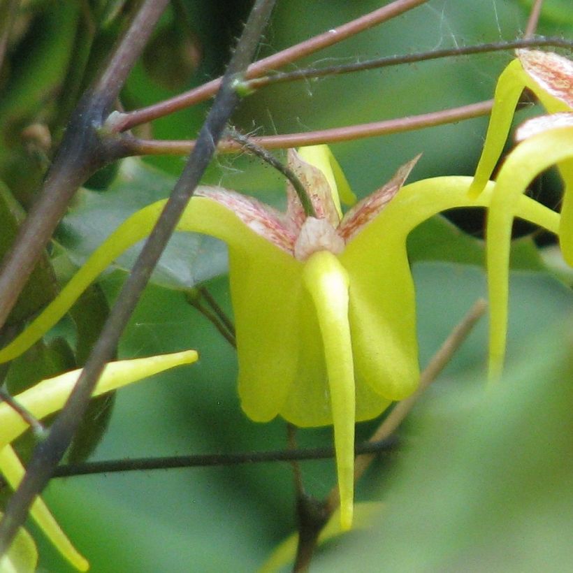 Epimedium davidii (Flowering)