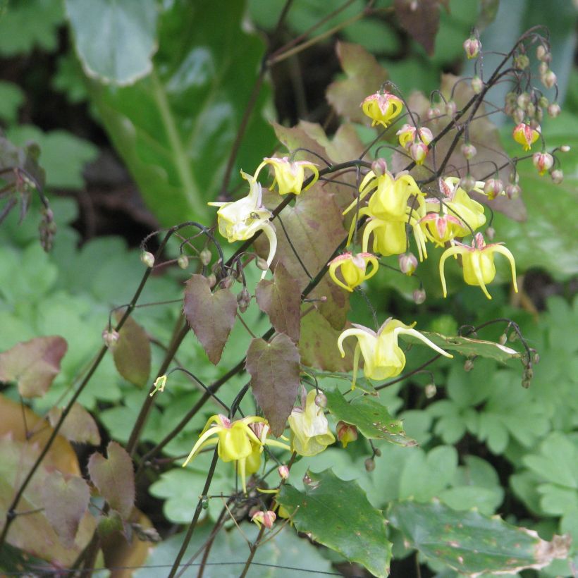 Epimedium davidii (Plant habit)