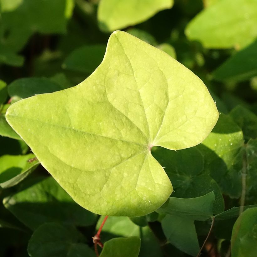 Epimedium elongatum (Foliage)