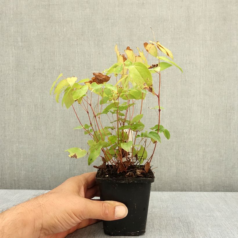 Esemplare di Epimedium grandiflorum Rubinkröne Vasetto da 8/9 cm consegnato in estate