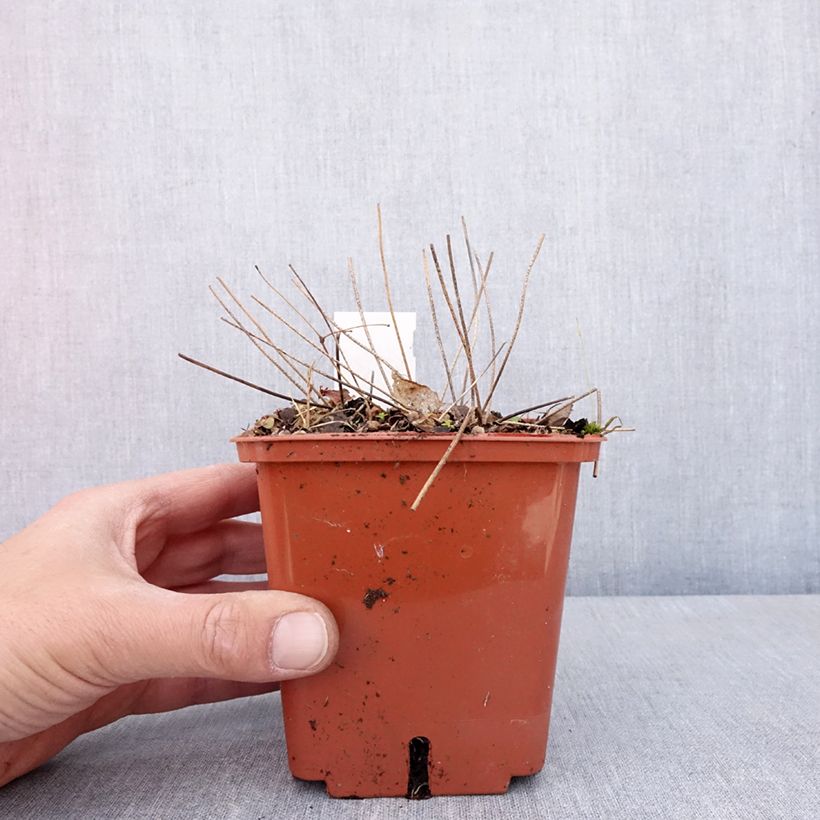 Epimedium Pink Elf Vaso da 1L/1,5L esemplare consegnato in primavera