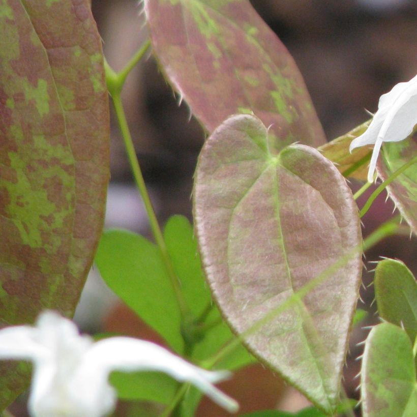Epimedium ogisui (Fogliame)