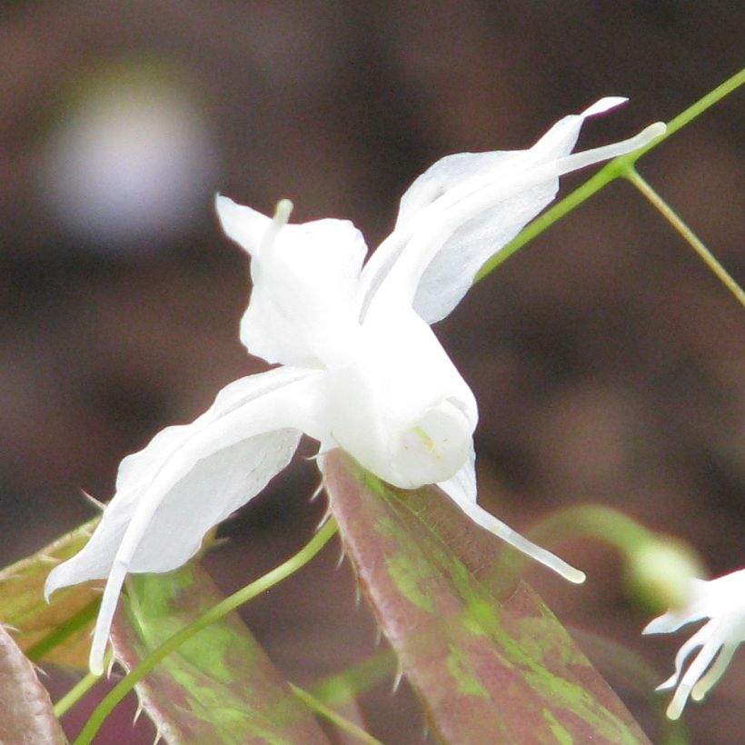 Epimedium ogisui (Fioritura)