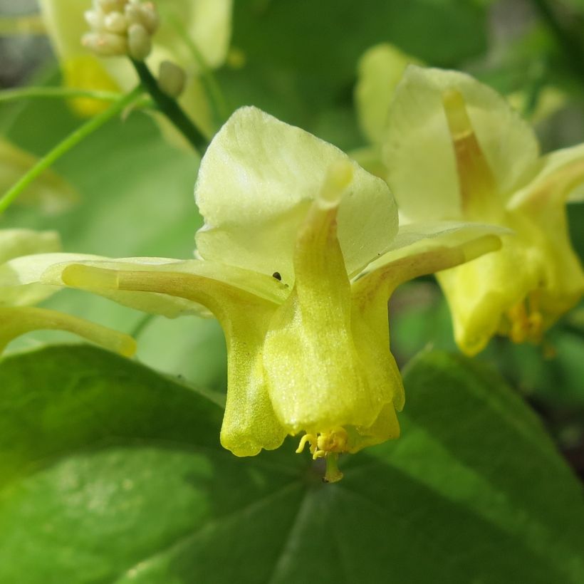 Epimedium pinnatum (Fioritura)
