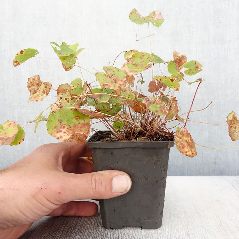 Epimedium platypetalum Vasetto da 8/9 cm esemplare consegnato in primavera