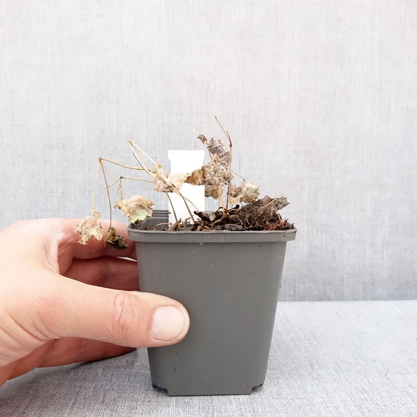 Epimedium rhizomatosum, Fleur des elfes Godet de 8/9 cm esemplare consegnato in inverno