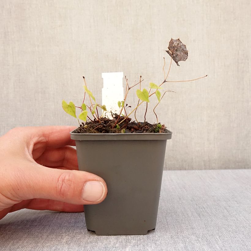 Epimedium rhizomatosum Vasetto da 8/9 cm esemplare consegnato in primavera
