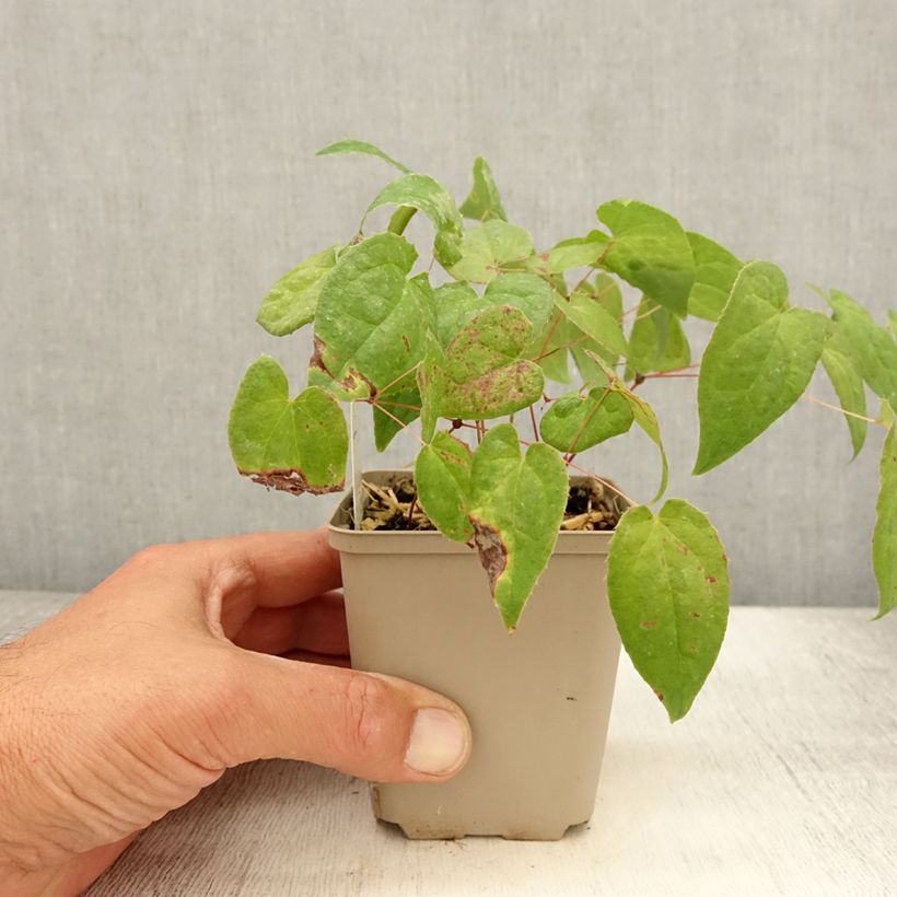 Esemplare di Epimedium rubrum Galadriel Vasetto da 8/9 cm consegnato in estate
