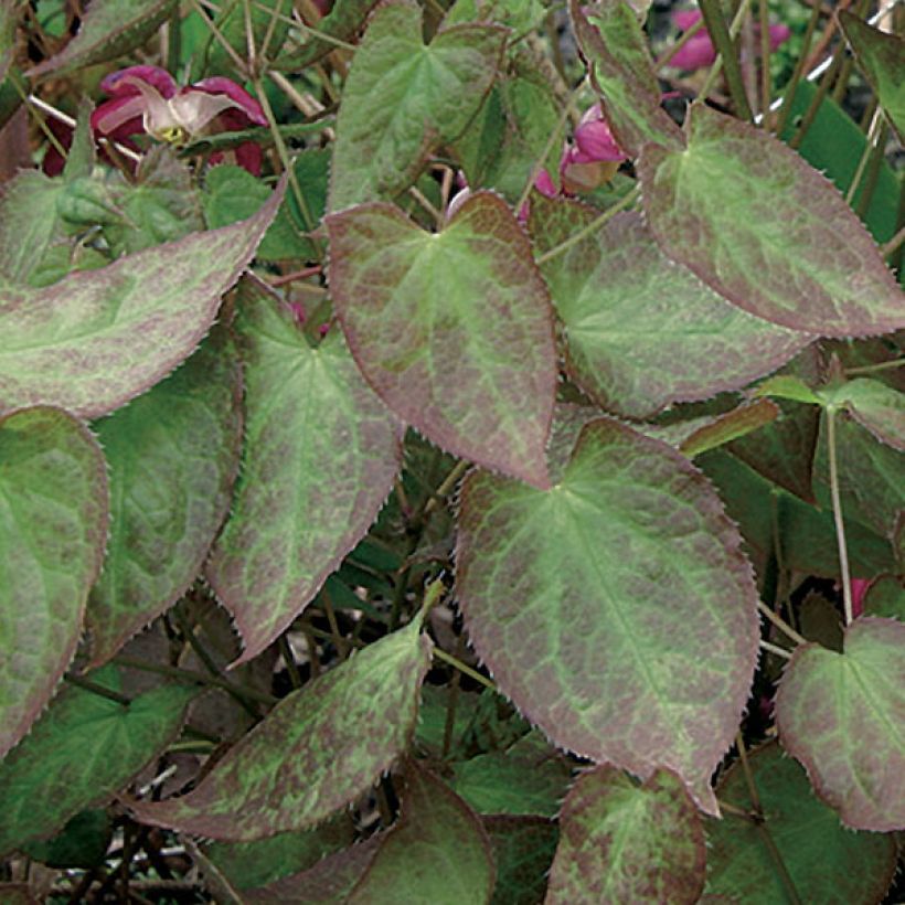 Epimedium rubrum (Foliage)