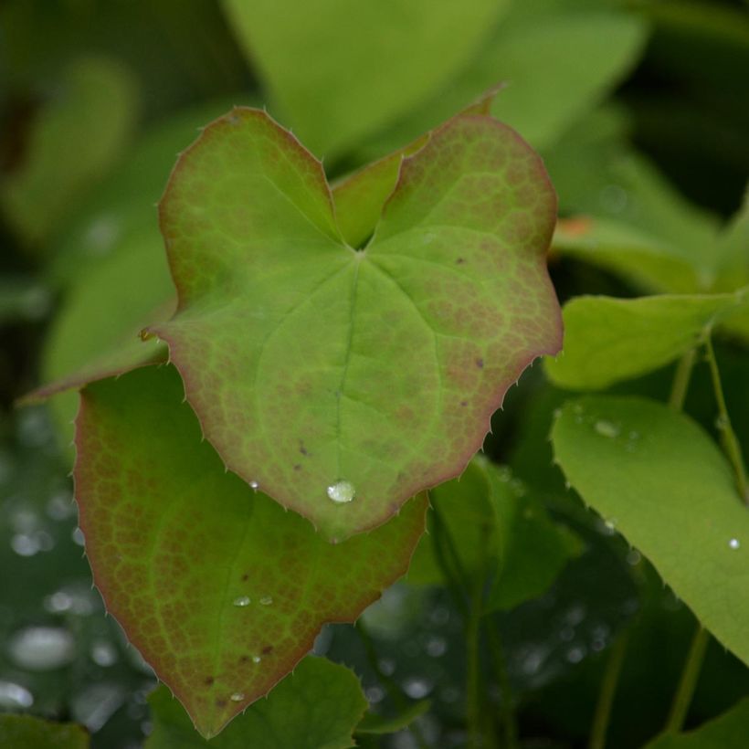 Epimedium warleyense (Foliage)
