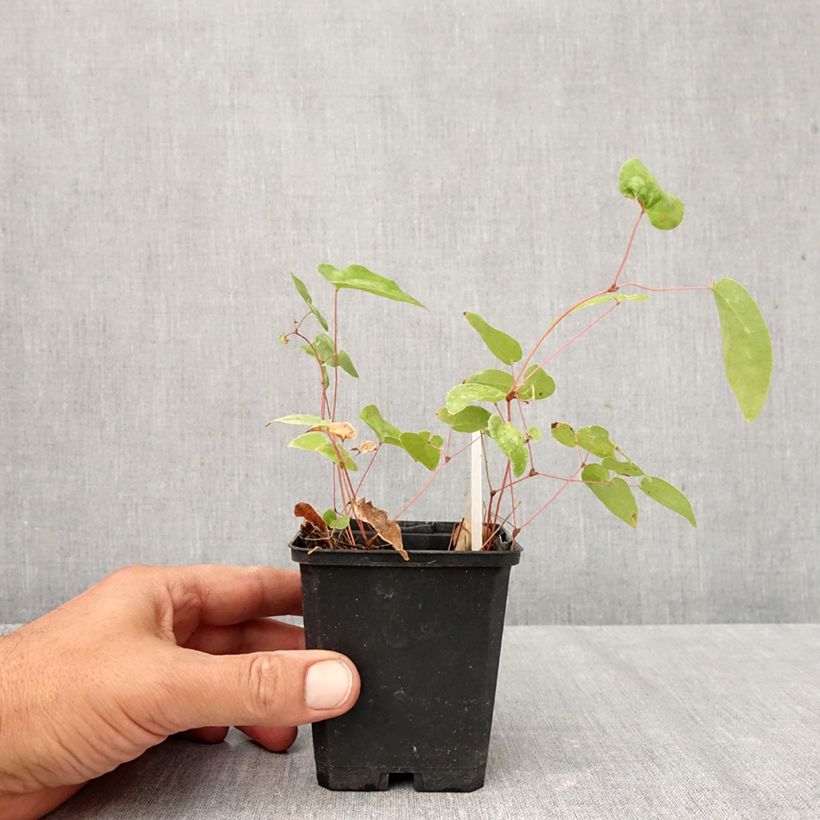 Esemplare di Epimedium youngianum Niveum Vasetto da 8/9 cm come consegnato in autunno