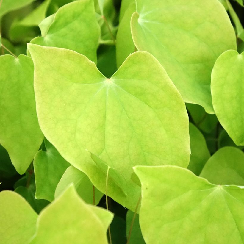 Epimedium youngianum Roseum (Fogliame)