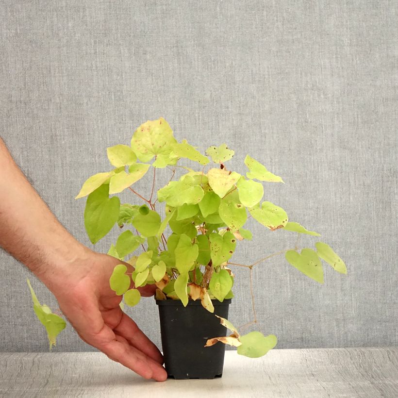 Esemplare di Epimedium youngianum Yenomoto Vasetto da 8/9 cm consegnato in estate