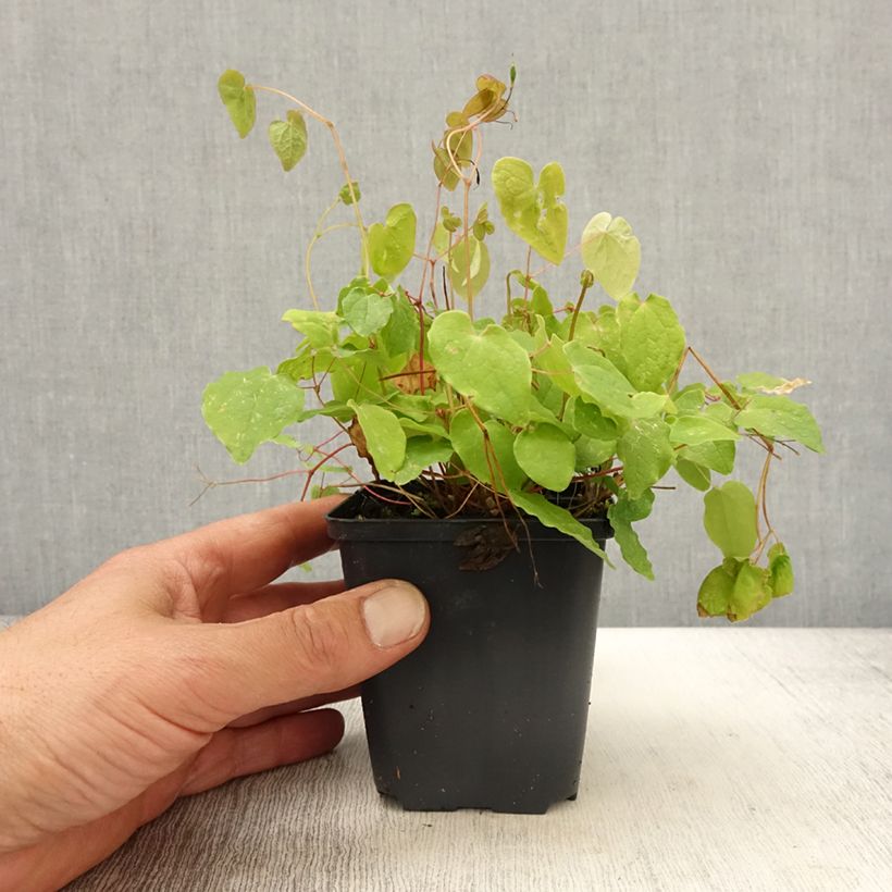 Epimedium youngianum Yenomoto Vasetto da 8/9 cm esemplare consegnato in primavera