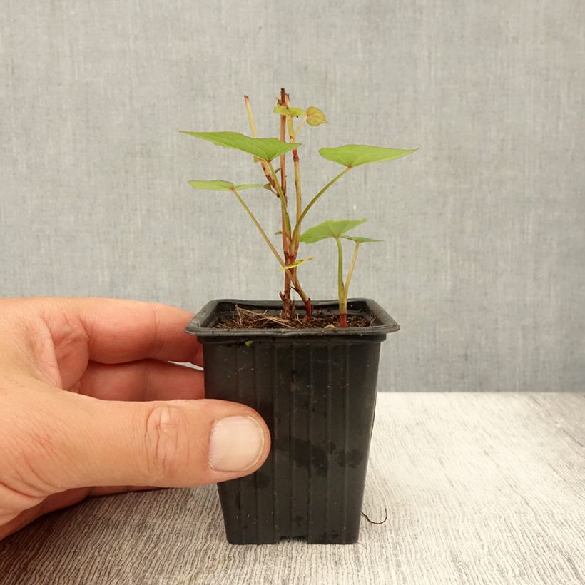 Esemplare di Fagopyrum dibotrys - Grano saraceno perenne Vasetto da 8/9 cm consegnato in estate