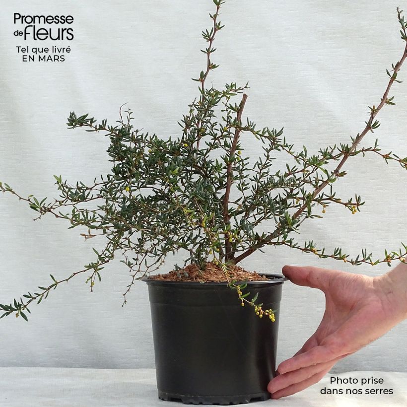 Berberis stenophylla - Crespino Vaso da 2L/3L esemplare consegnato in primavera