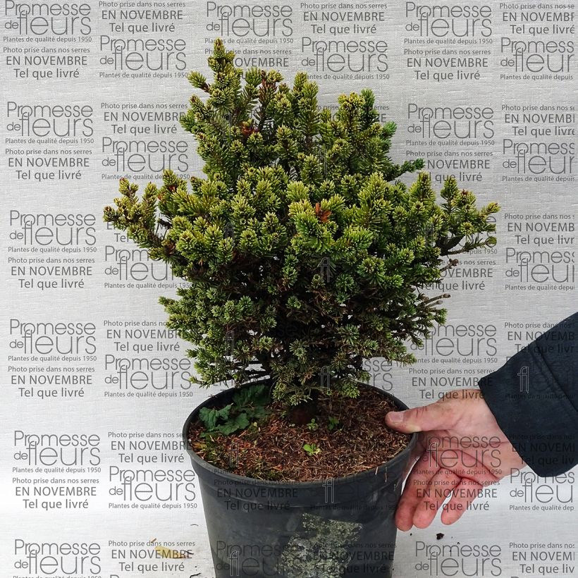 Esempio di esemplare Picea glauca Cecilia Vaso da 4L/5L come consegnato