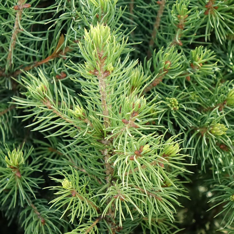 Picea glauca Biesenthaler Frühling (Fogliame)