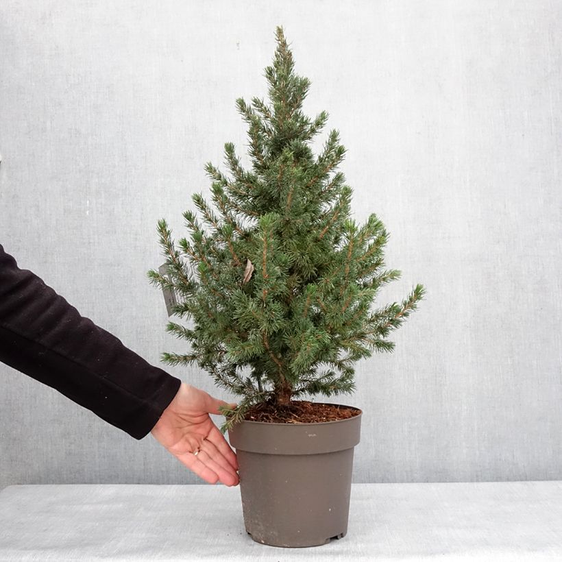 Epinette blanche - Picea glauca Biesenthaler Frühling Pot de 4L/5L esemplare consegnato in inverno