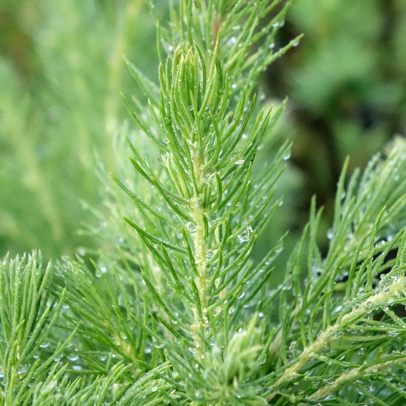 Picea glauca Conica (Foliage)