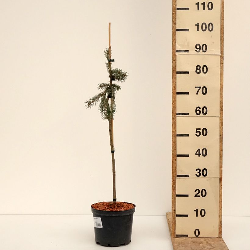 Epinette blanche - Picea glauca Pendula Pot de 4L/5L, Mini-tige, Tige de 30 cm esemplare consegnato in inverno