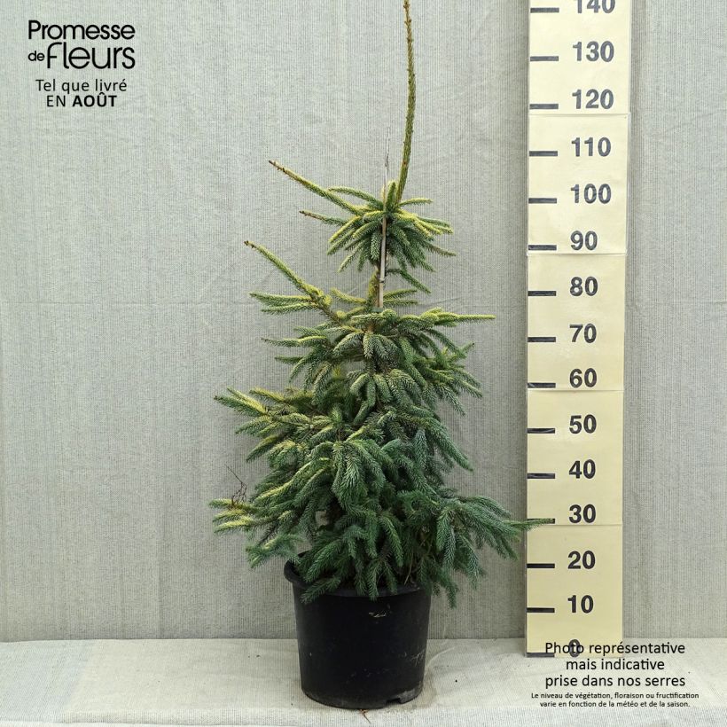 Esemplare di Picea mariana Aurea Vaso da 12L/15L consegnato in estate