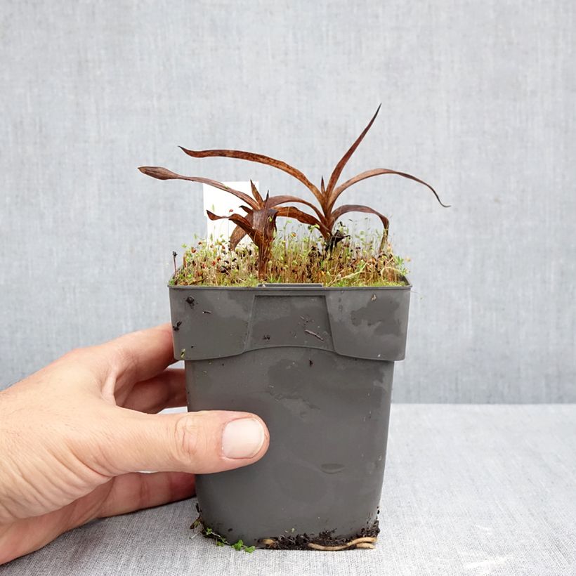 Esemplare di Epipactis gigantea Vaso da 1L/1,5L come consegnato in autunno