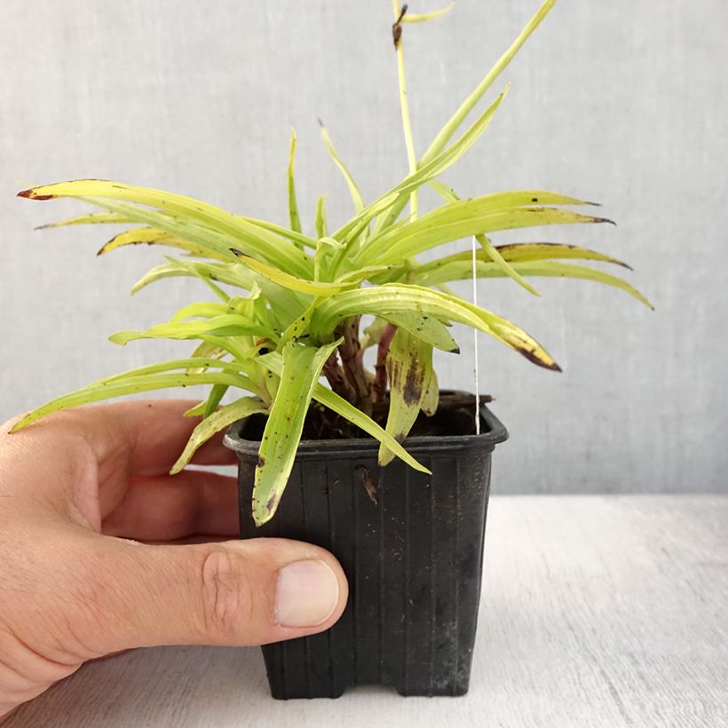 Esemplare di Epipactis palustris - Elleborine palustre Vasetto da 8/9 cm consegnato in estate