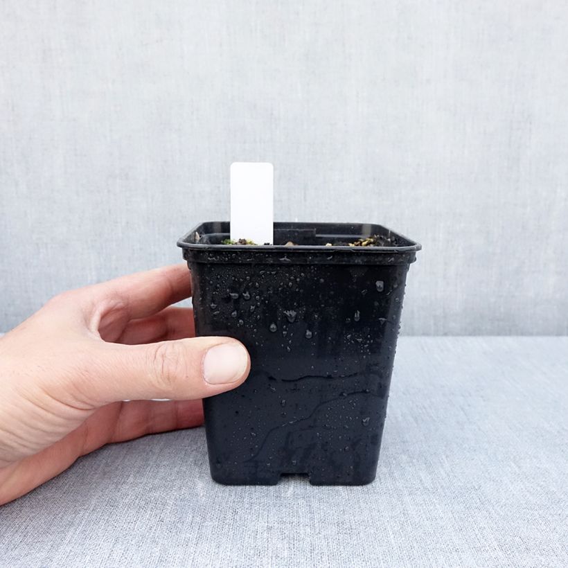 Epipactis royleana Vaso da 1L/1,5L esemplare consegnato in primavera