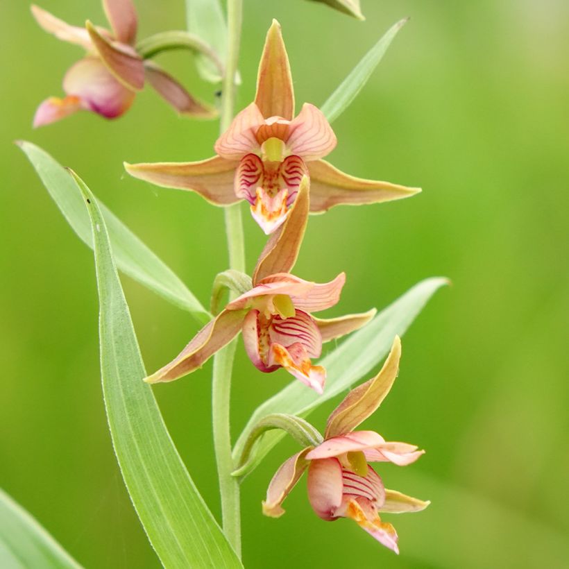 Epipactis Sabine (Fioritura)