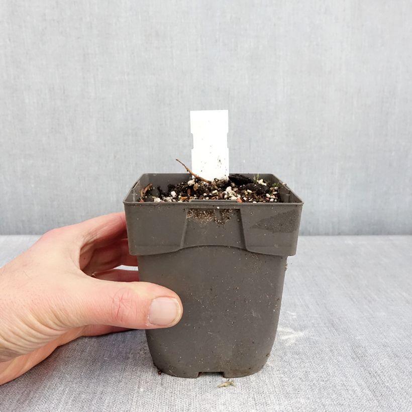 Epipactis Sabine Vaso da 1L/1,5L esemplare consegnato in inverno