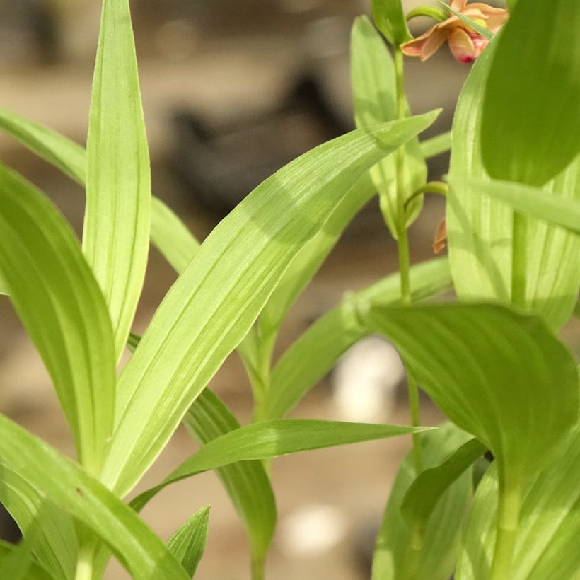 Epipactis thunbergii (x) gigantea (Foliage)