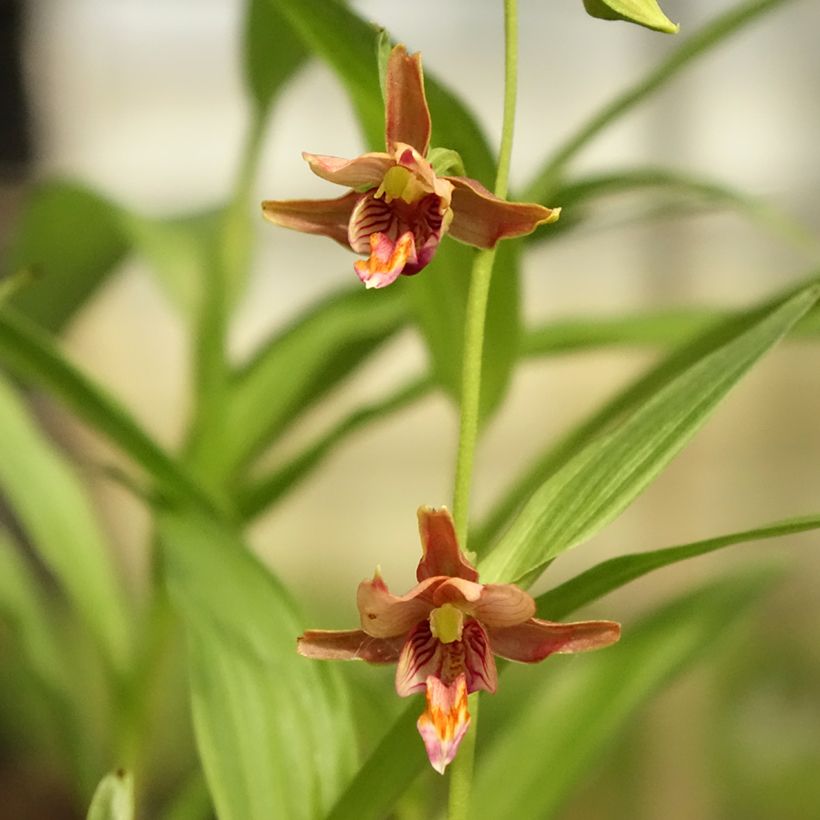 Epipactis thunbergii (x) gigantea (Flowering)