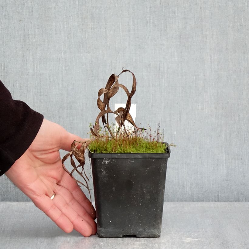 Example of Epipactis thunbergii (x) gigantea Vaso da 1L/1,5L as you get in hiver