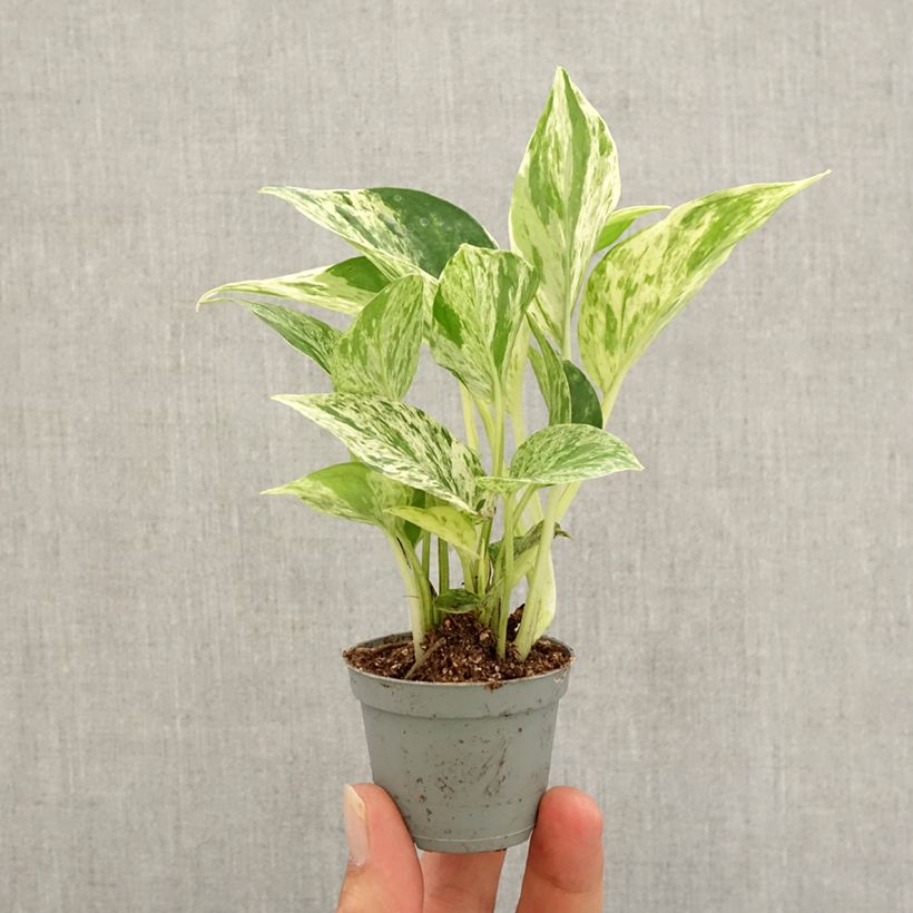Esemplare di Epipremnum aureum Marble Queen - Pothos mini-pianta come consegnato in autunno