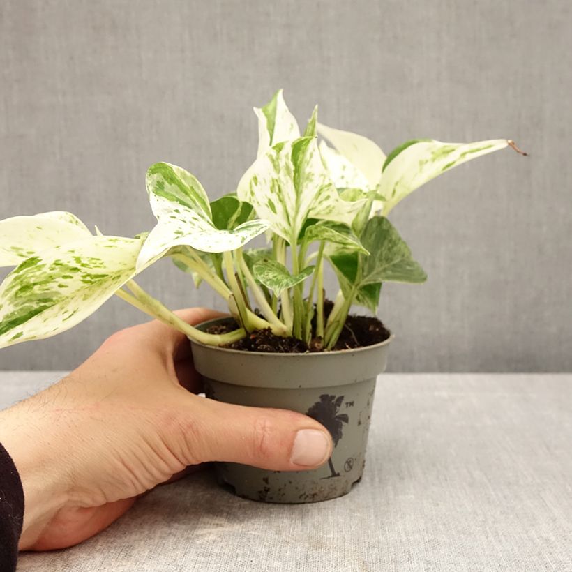 Epipremnum aureum Marble Queen - Pothos Vaso da Ø 10 cm/11 cm esemplare consegnato in primavera