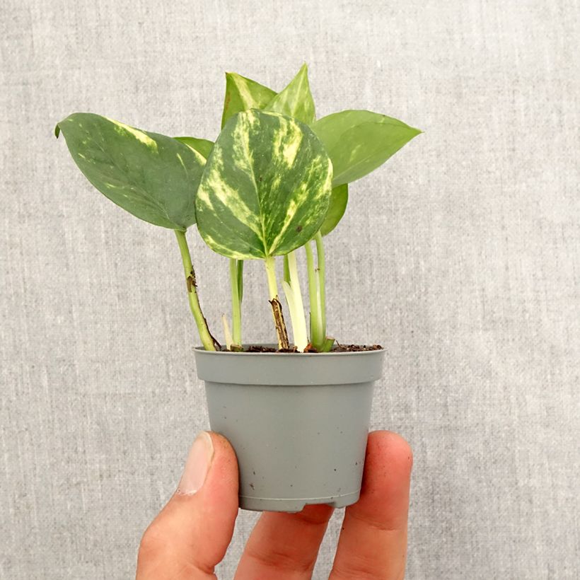 Epipremnum aureum - Pothos mini-pianta esemplare consegnato in primavera