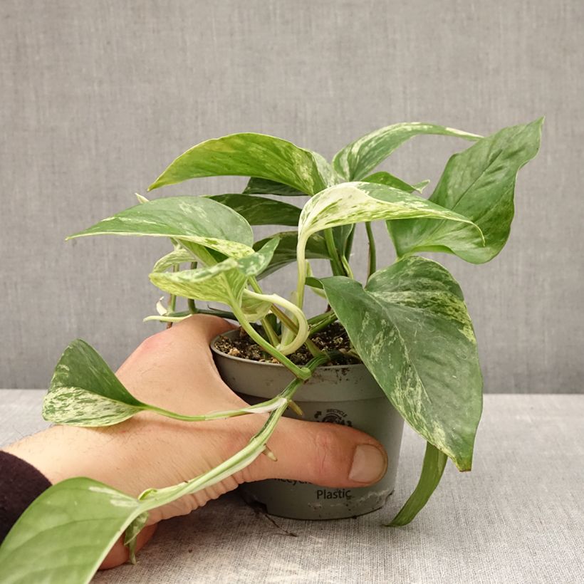 Epipremnum aureum - Pothos Vaso da Ø 10 cm/11 cm esemplare consegnato in primavera