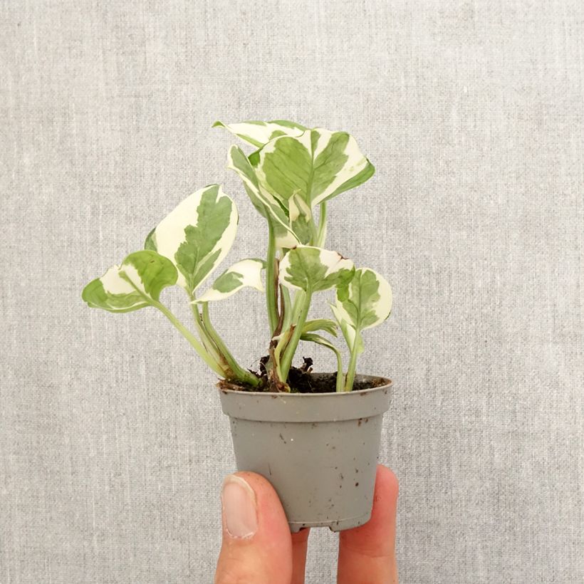 Epipremnum N'joy - Pothos mini-pianta esemplare consegnato in primavera
